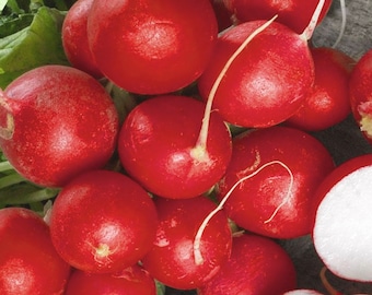 RAVANELLO Ciliegia Belle Rosso 100 semi orto Insalata Cimelio SANO OGM Gratis Biologico Vegano Beta Raphanus sativus