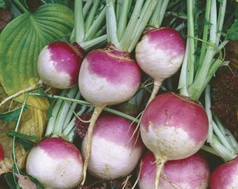 RAPA Milano Viola Top Bianco Globo 100 semi orto Cimelio SANO OGM Free Biologico Vegano Senape Brassica rapa Arrosto