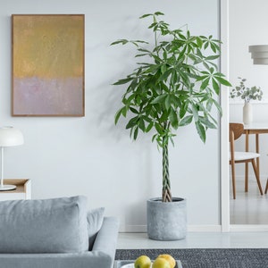 May include: A living room interior with a gray sofa, a white lamp, a framed abstract painting, and a large potted plant with green leaves. The plant is in a gray pot and has a braided trunk. The room has white walls and a gray rug.