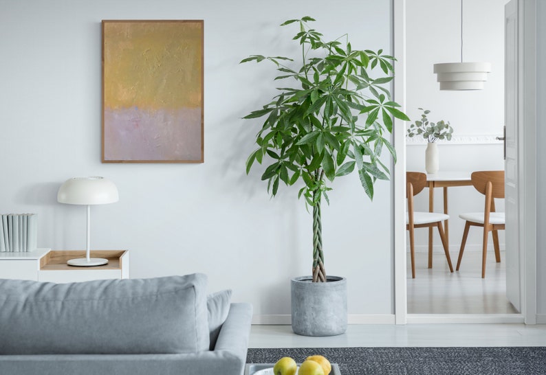 May include: A living room interior with a gray sofa, a white lamp, a framed abstract painting, and a large potted plant with green leaves. The plant is in a gray pot and has a braided trunk. The room has white walls and a gray rug.
