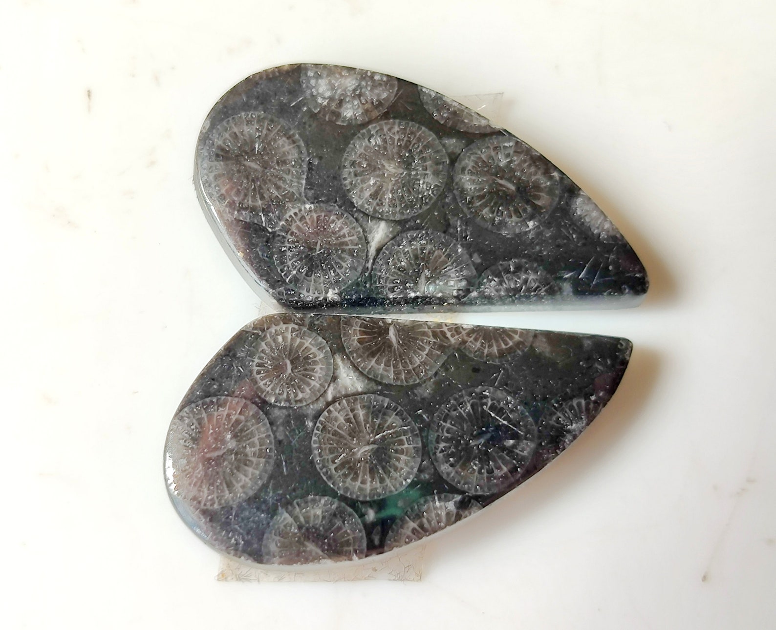 BLACK FOSSIL GEMSTONE 31ct High Quality Natural Black Fossil Etsy