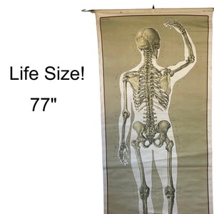 Cuadro escolar con estampado de esqueleto anatómico vintage, cuadro educativo de lino desplegable, arte de pared para el cuerpo, decoración médica, anatomía médica, color verde lima y crema