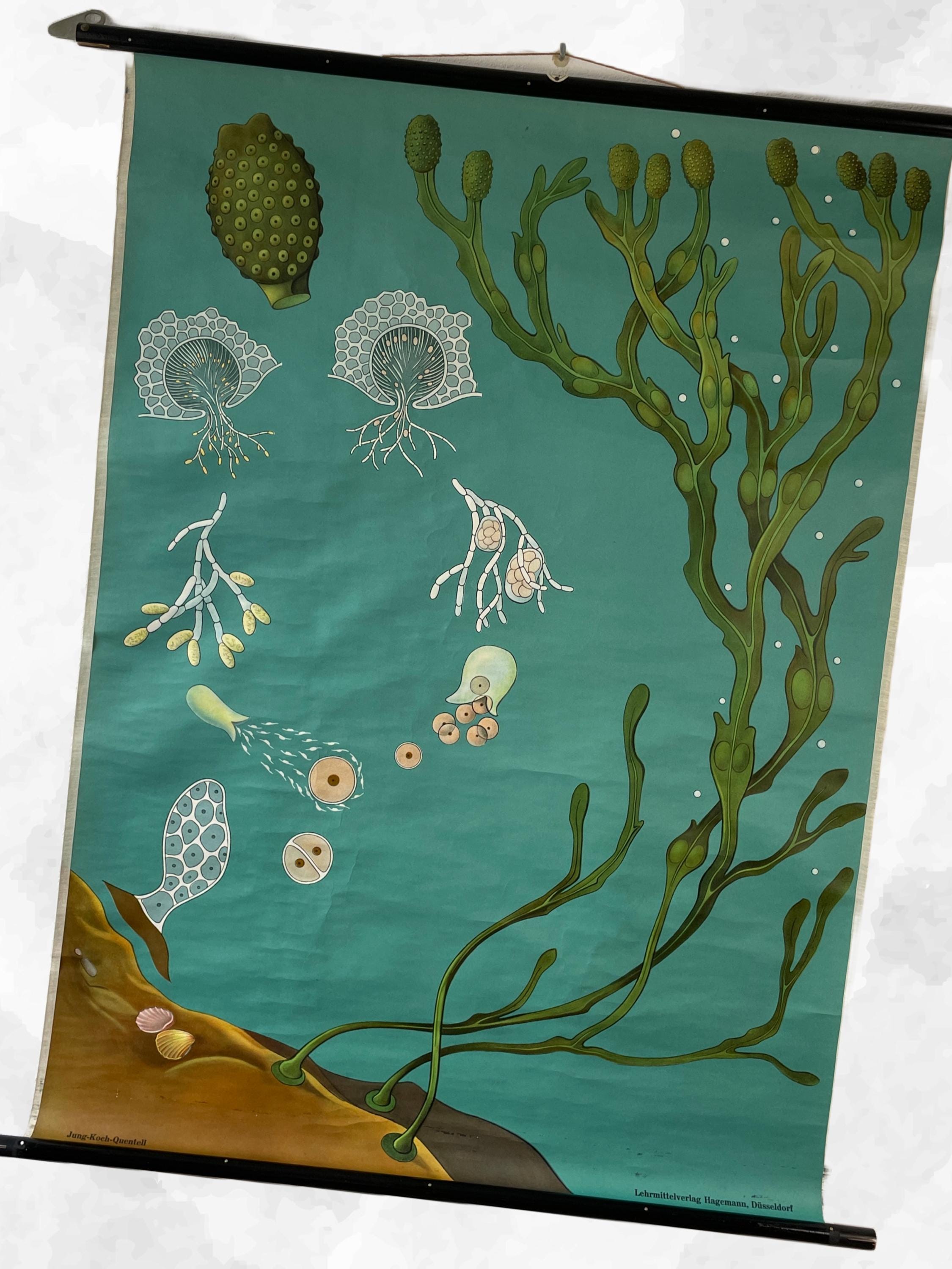Vintage Botanical Ocean Print School Chart Educational Linen