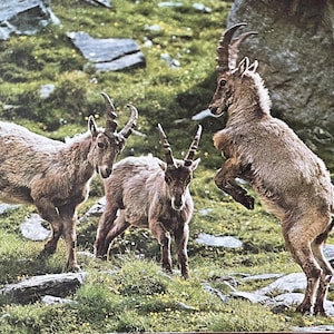 Vintage Alpine Ibex Wall Art – Mountain Goat Herd in Alps – Wildlife Photography Mounted on Wood Board – Steinbock Rustic Decor MORE HELP