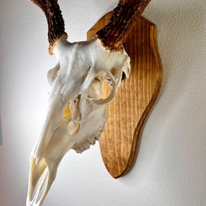 Deer Skull European Wall Mount Plaque Classic