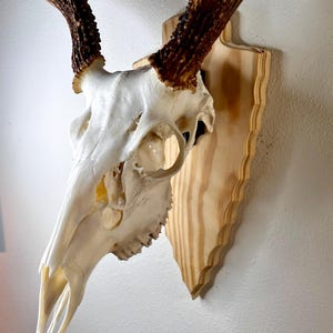 Arrowhead Deer Skull European Wall Mount Plaque Rugged Arrowhead