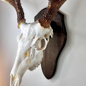 Deer Skull European Wall Mount Plaque Classic