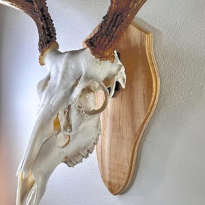 Deer Skull European Wall Mount Plaque Classic