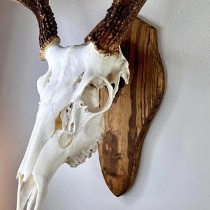 Deer Skull European Wall Mount Plaque Classic