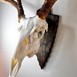 Medium Oak European Skull Mount Wall Plaque – Handmade In USA – The Taxidermist Woodshop