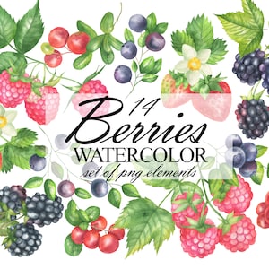 Puede incluir: Ilustración de acuarela de 14 bayas diferentes, incluyendo arándanos, moras, frambuesas y fresas. Las bayas están pintadas en un estilo realista con colores vibrantes y detalles delicados. La imagen está etiquetada "14 Berries Watercolor set of png elements".