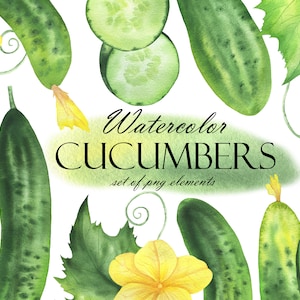 Aquarelle Concombre Clipart, Tranches de concombre Clip Art, Eco Farm Légumes, Légumes frais, Aliments sains, Décor de cuisine PNG 244