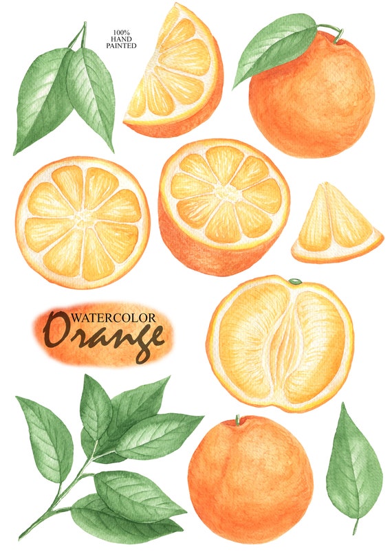 Watercolor Orange Fruit Clipart, Citrus Fruit Clip Art, Fresh