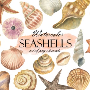 Watercolor Seashell Clipart, Nautical Clip Art, Sea Ocean Clip Art, Summer Beach, Shells, Starfish, Wedding Invitation PNG 241