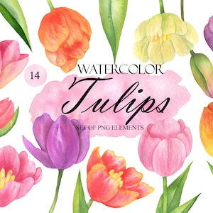 Watercolor Tulip Clip Art, Colored Tulips, Spring Flowers Clipart, Tulip Arrangements, Spring Floral Clip Art, Wedding Invitation PNG 219