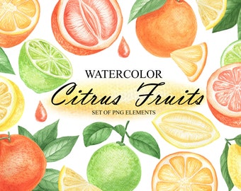 Watercolor Citrus Fruit Clipart, Lemon, Orange, Grapefruit (PNG)