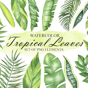 Tropische Blätter Aquarell Clipart, Dschungel Lip Kunst, Blätter von Monstera, Palme, Banane, exotische Hawaii grün Blumen Set PNG 47
