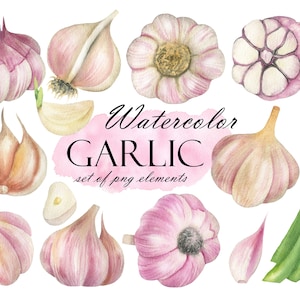 Watercolor Garlic Clipart, Garlic Slices Clip Art, Сlove Of Garlic, Fresh Farm Vegetables, Kitchen Decor, Healthy Food, PNG 255