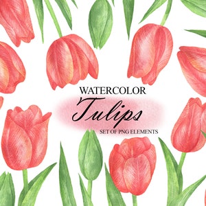 Watercolor Tulip Clip Art, Red Tulips PNG, Spring Flowers Clipart, DIY Easter Floral Clipart, Floral Wedding Invitation PNG 127