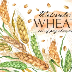 Watercolor Wheat Clipart, Golden And Green Wheat Clip Art, Farm Harvest, Wedding Invitation, Instant Download PNG 291
