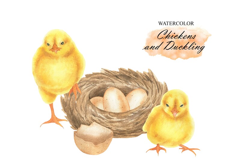 Watercolor Chickens and Duckling Clipart, Farm Birds Set, Spring Chicks ...