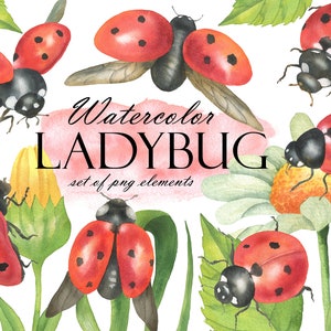 Clipart di coccinella dell'acquerello, clipart di insetti, coccinelle rosse, clipart di coccinella estiva, Scrapbooking PNG 292
