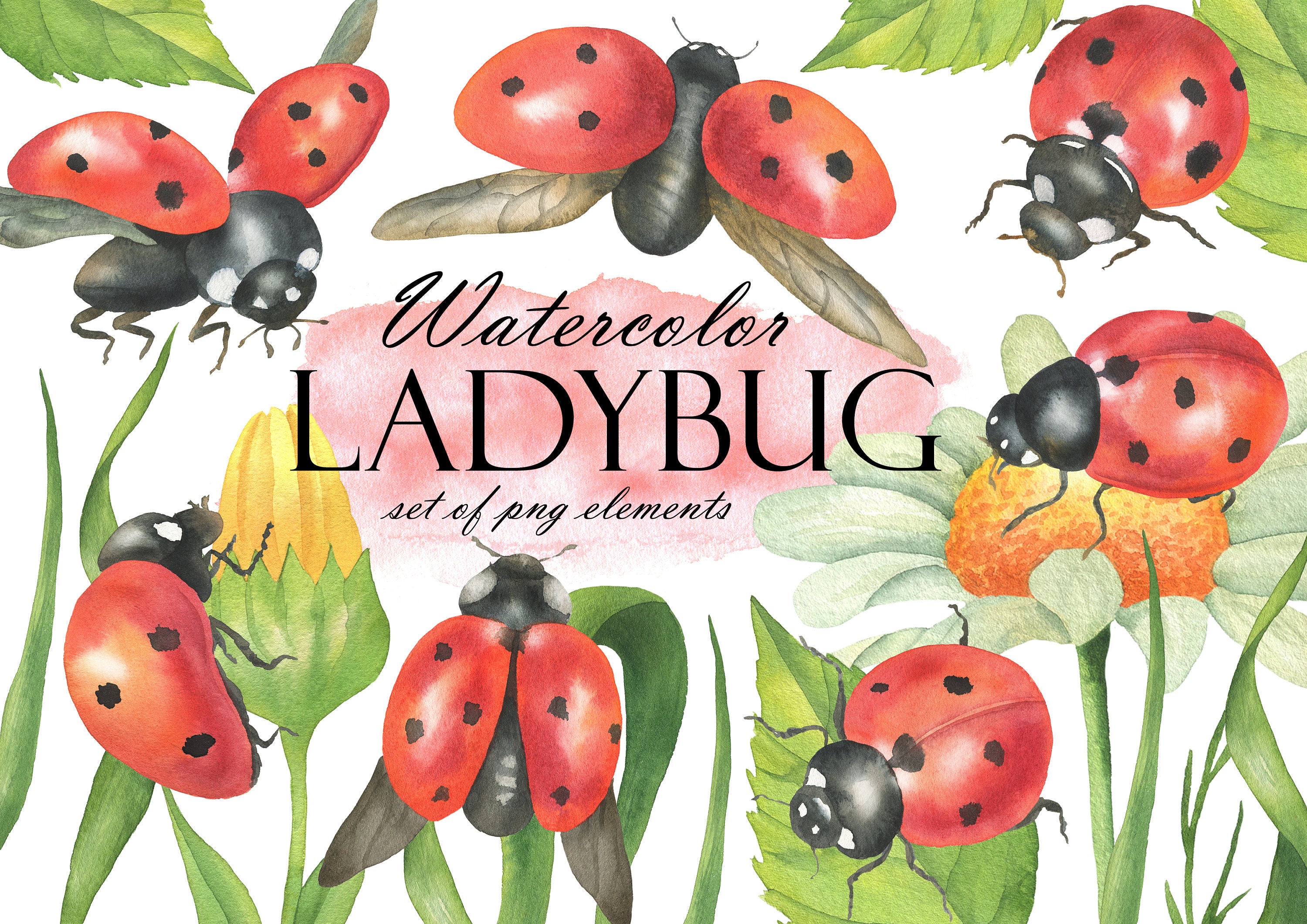 Watercolor Clipart Insect Ladybug Png Graphic by