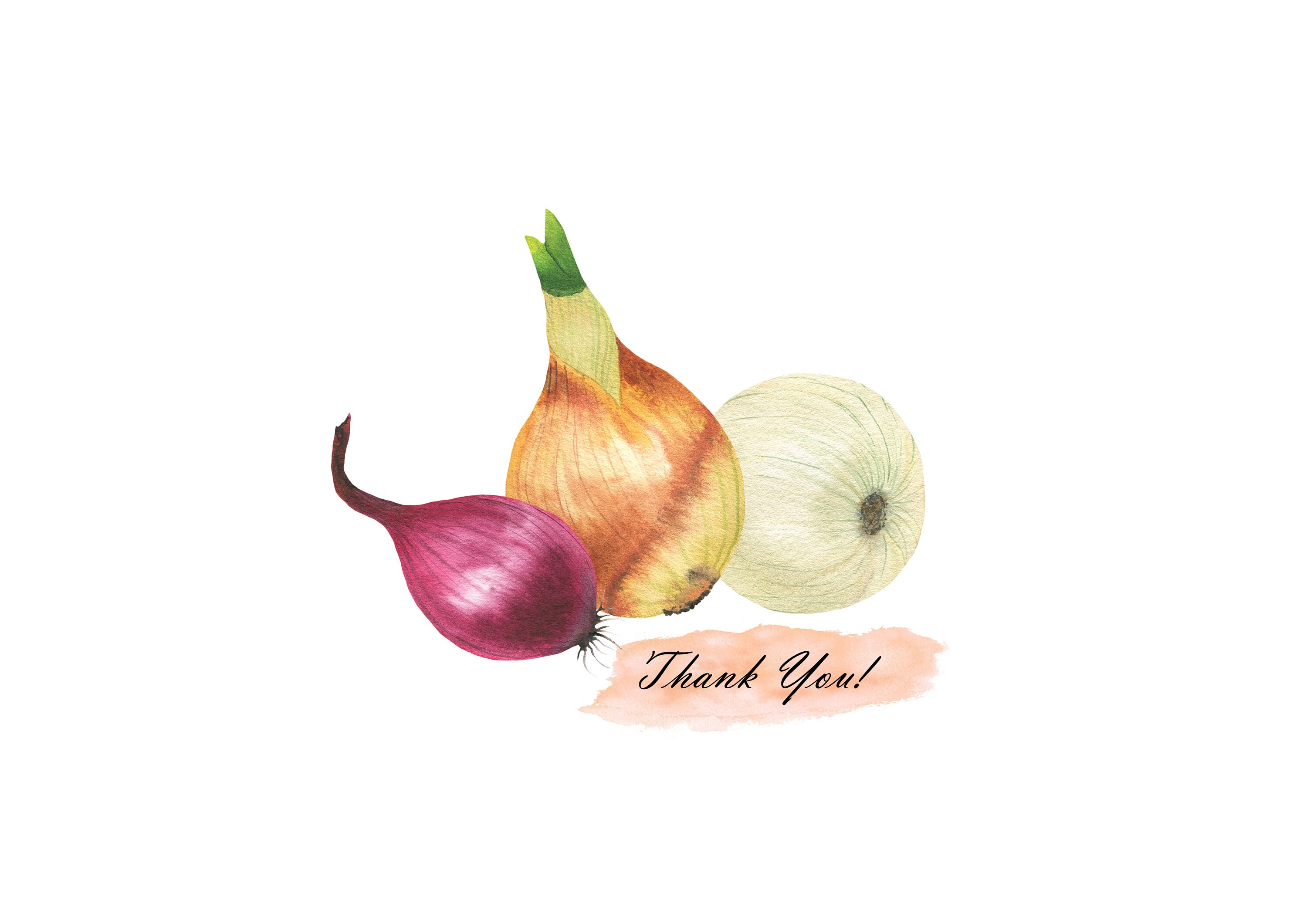 Watercolor Onion Clipart Onion Slices Clip Art Green Red Etsy