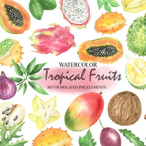 Clipart di frutta tropicale acquerello, mango fresco estivo, banana, papaia, durian, pitahaya, ananas frutti tropicali Clip Art digitale PNG 76