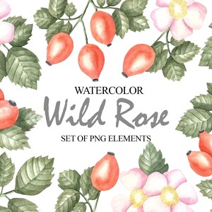 Acuarela Wild Rose Clipart, Rosehip Clip Art, Dogrose, Invitaciones de boda de flores, Flor salvaje PNG 31