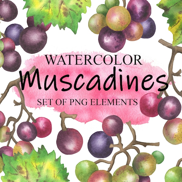 Watercolor Muscadines Clipart, Red And Green Grape Clip Art, Wine Grape, Muscadine Jam, Summer Fresh Fruits, PNG 298