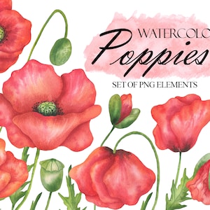 Watercolor Poppies Clipart, Wild Red Flowers, Poppies Bouquets, Field Meadow Flowers, Hand Painted, Wedding Invitation PNG 288