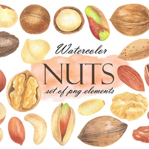 Nuts Watercolor Clipart, Pistachios, Hazelnut, Almond, Walnut, Cashew, Nut Variety, Food Clip Art, Vegan Food PNG 223