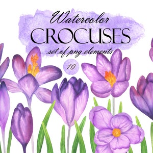 Akwarele Krokusy Clipart, Wiosenne Kwiaty Clipart, Bukiet Krokusów, Wielkanoc Fioletowe I Fioletowe Kwiaty, Kartka Z Pozdrowieniami, PNG 285