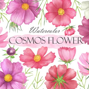 Aquarell Kosmos Blumen Clipart, rosa Blume Clip Art, Frühling Sommer Blumen, rosa Blumen, Hochzeitseinladung, Scrapbooking PNG 230
