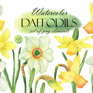 Aquarell Narzissen Clipart, Frühlingsblumen Clip Art, Narzissen Strauß, Osterweiß und Gelb Blumen, Grußkarte, PNG 283