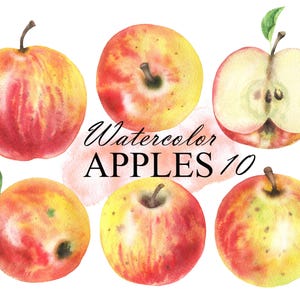 Clipart de maçãs em aquarela, clipart de frutas de maçã, fatias de maçã, decoração de cozinha, livro de receitas, planejador, adesivos PNG 375