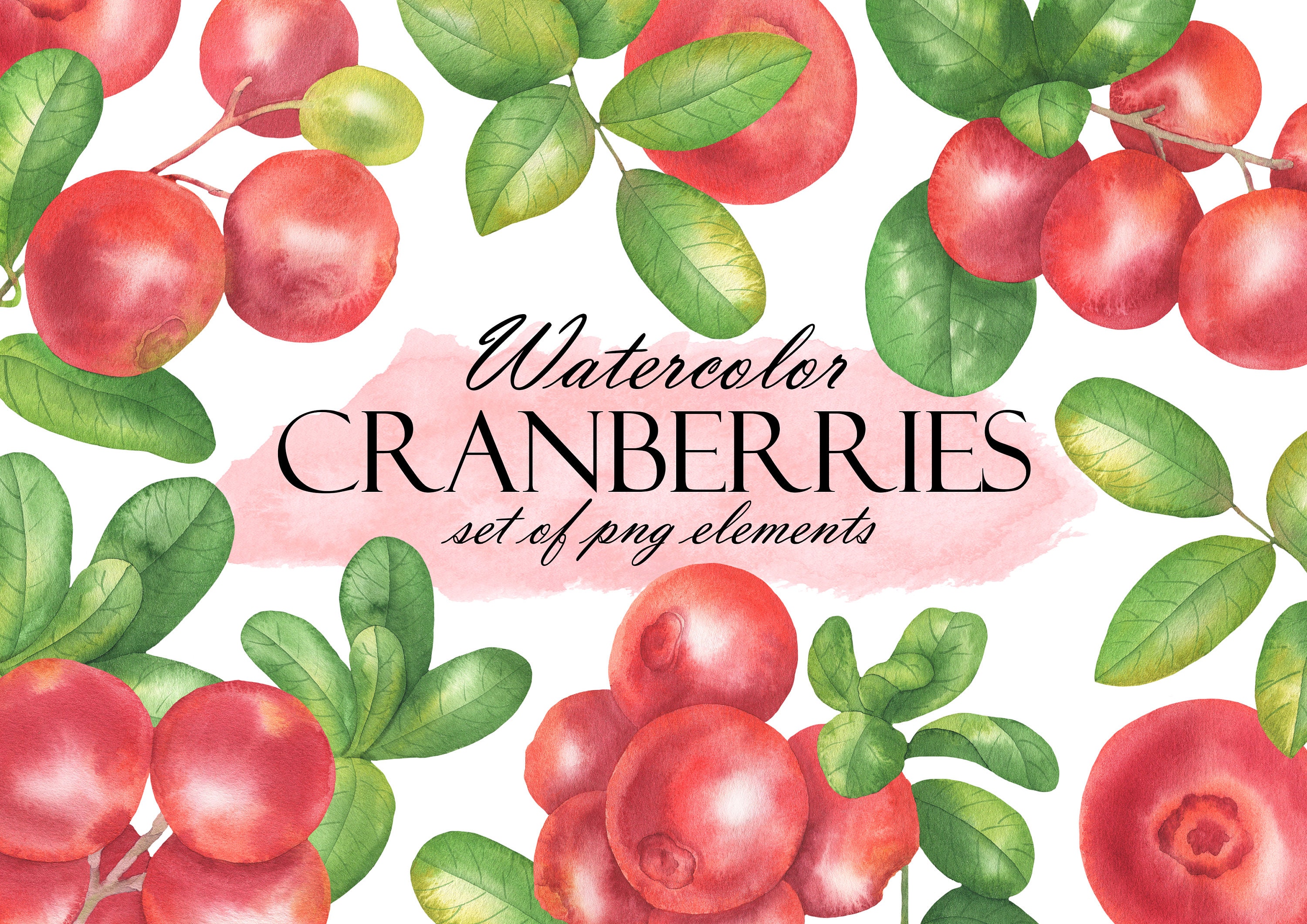 Watercolor Cranberry Clipart, Forest Lingonberry, Cranberries ...
