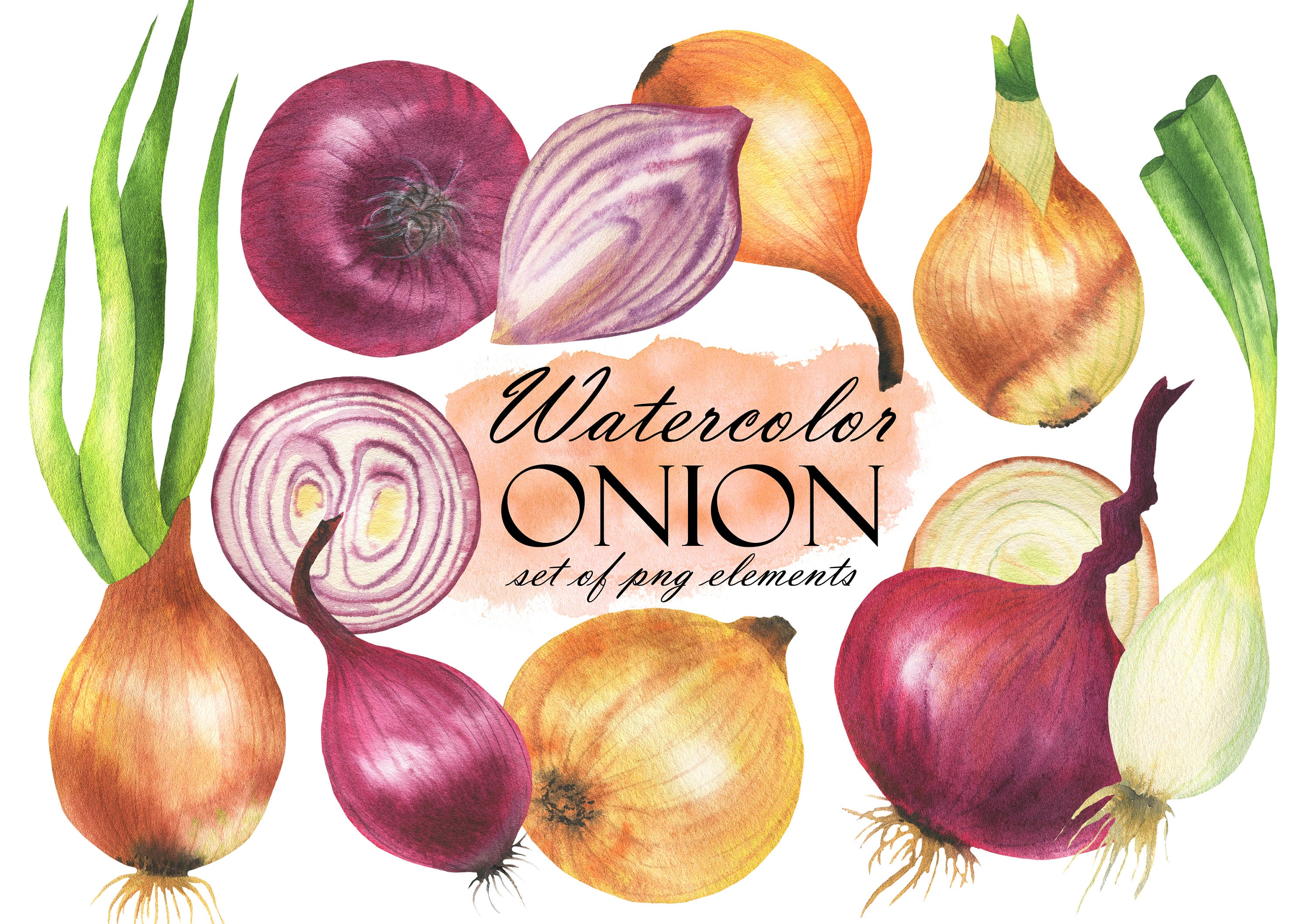Onion Drawing | Graphite | Avital Pinnick | Flickr