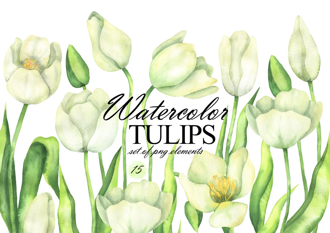 Watercolor Tulip Clipart, White Tulips Illustration, Spring Flowers ...