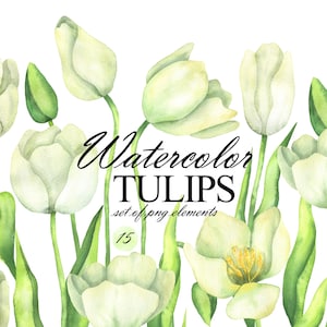 Watercolor tulip clipart, White tulips illustration, Spring flowers clip art, Tulip arrangements, Spring floral, Wedding Invitation PNG 386