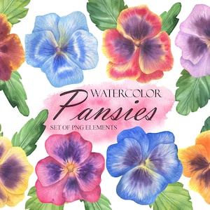 Watercolor Pansy Flowers Clipart, Spring Pansies Bouquet Clip Art, Colored Pansy Illustration, Spring Floral Plants, PNG 221