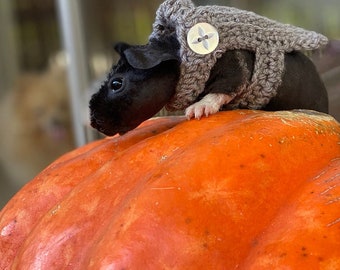 hairless guinea pig for sale australia