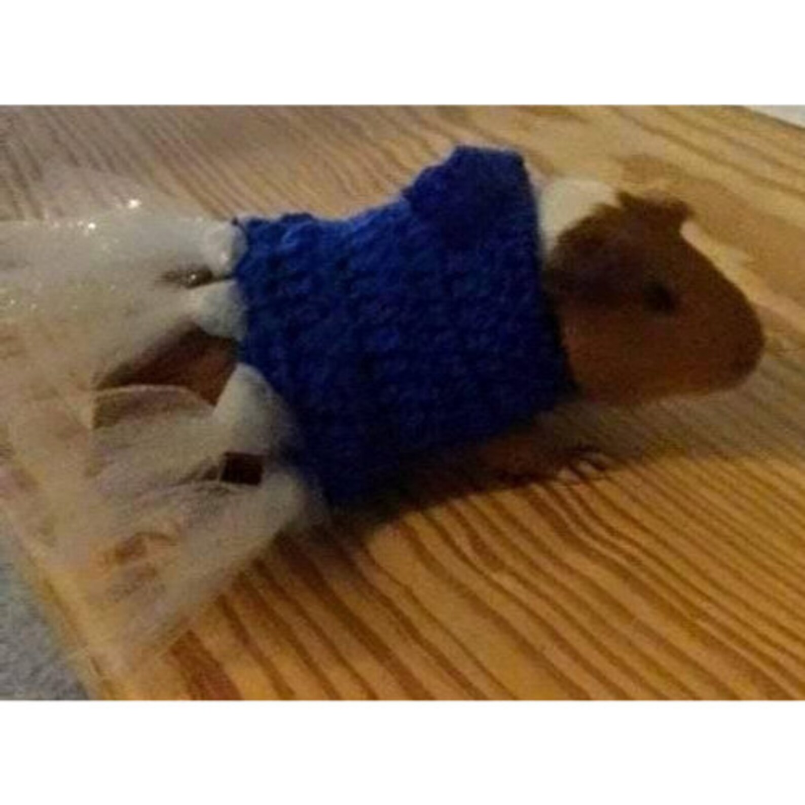 Crochet Guinea Pig Sweater Pattern Downloadable PDF Guinea Etsy