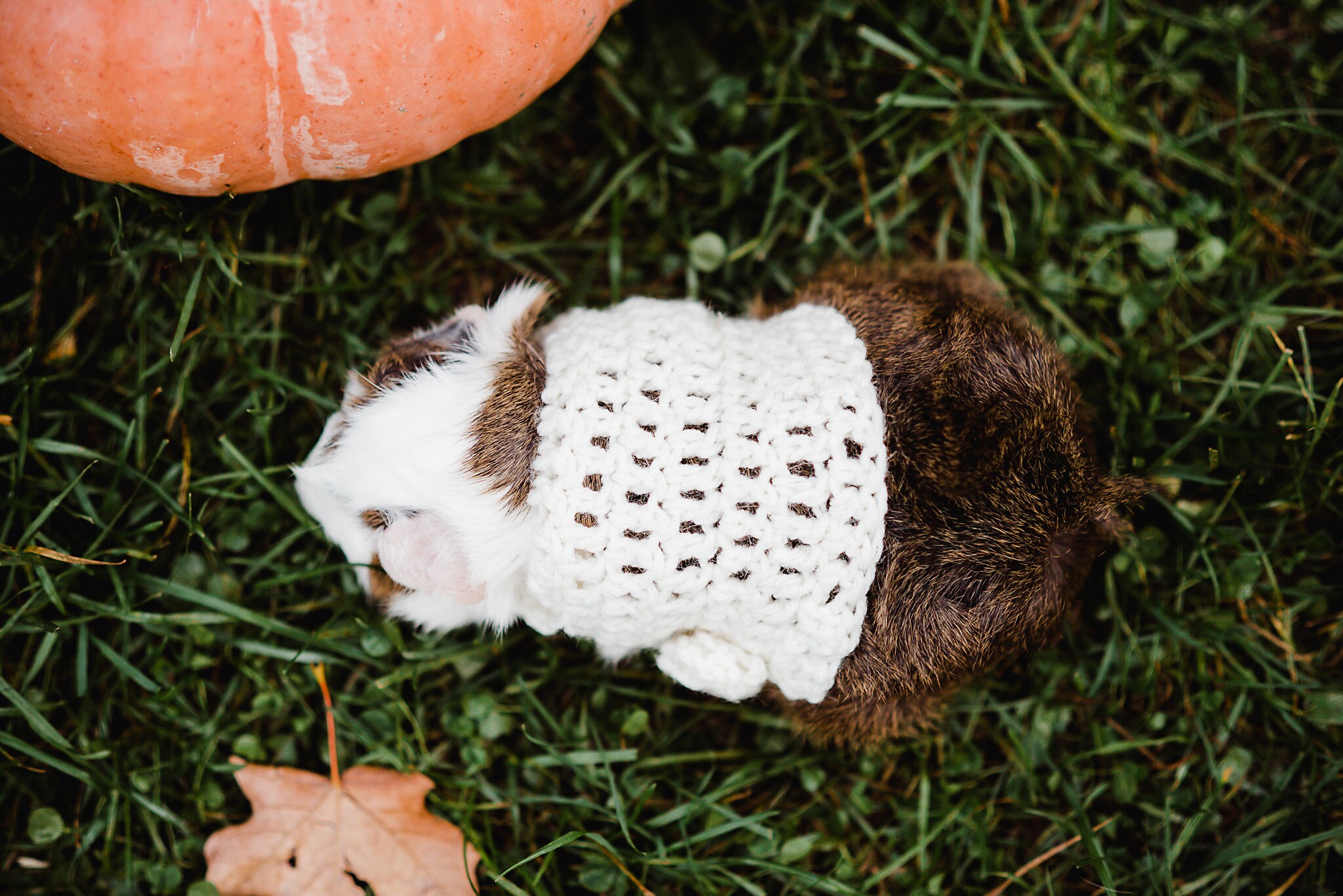 Crochet Guinea Pig Sweater Pattern Downloadable PDF Guinea Etsy