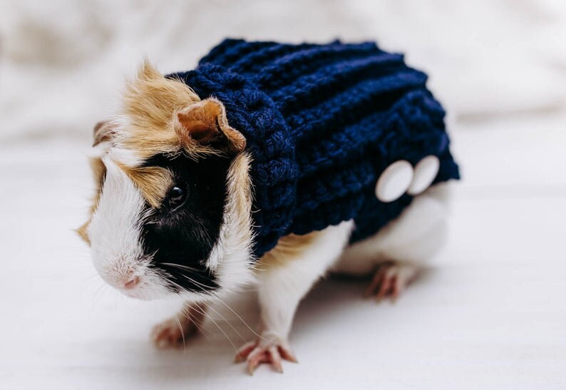 cute clothes for guinea pigs