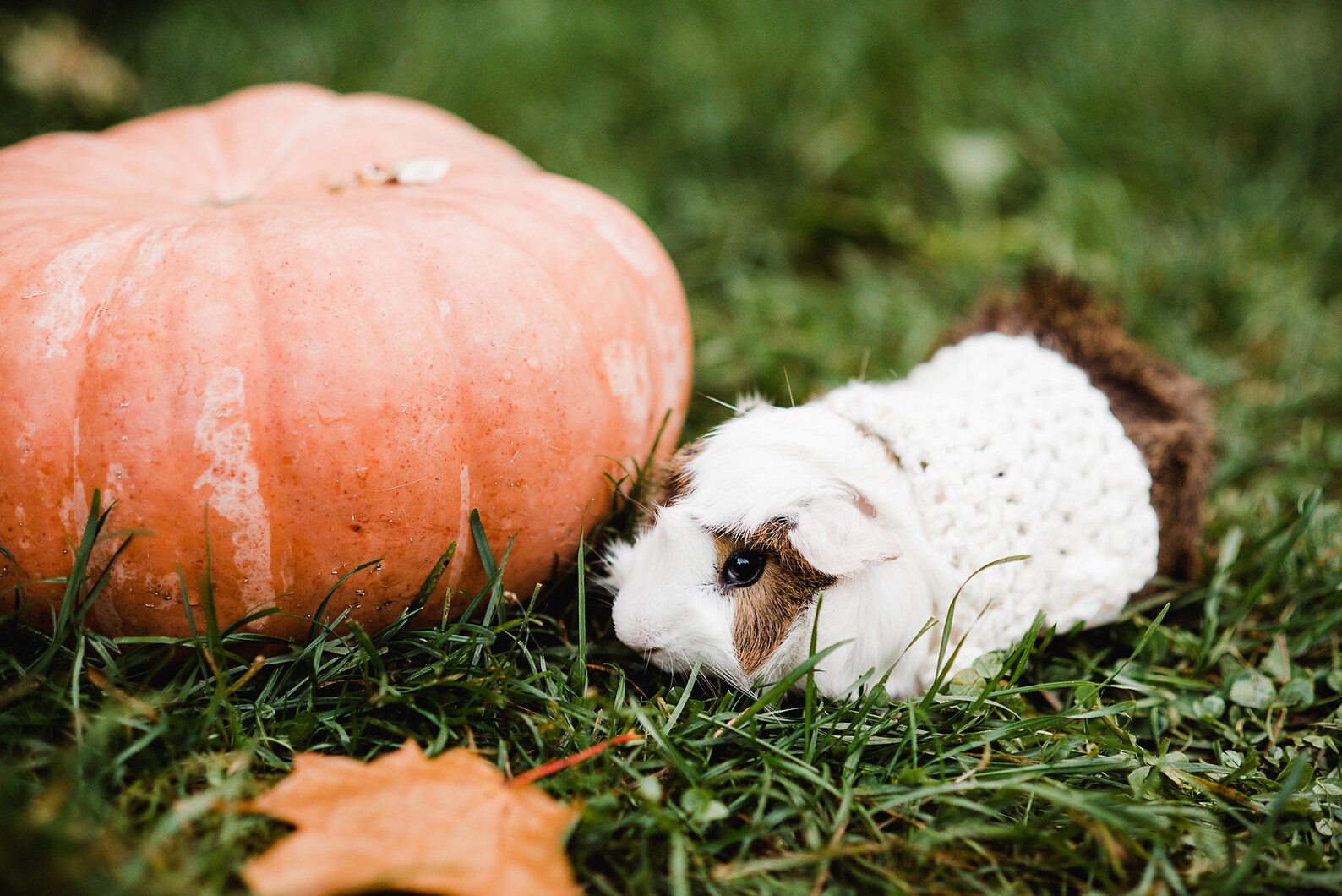 Crochet Guinea Pig Sweater Pattern Downloadable PDF Guinea Etsy