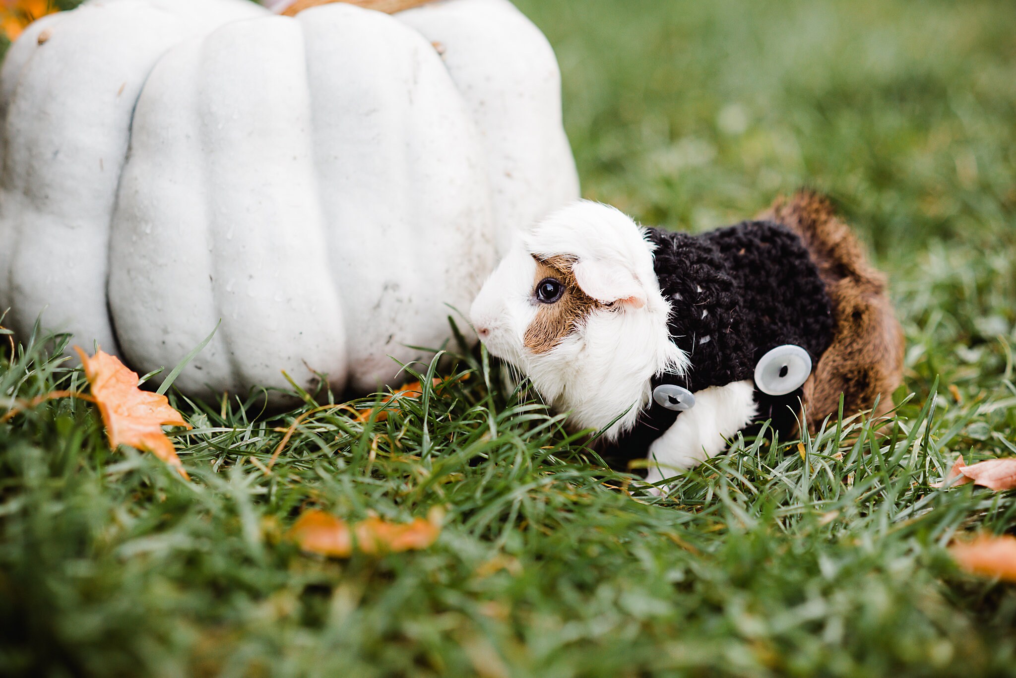 Crochet Guinea Pig Sweater Pattern Downloadable PDF Guinea Etsy