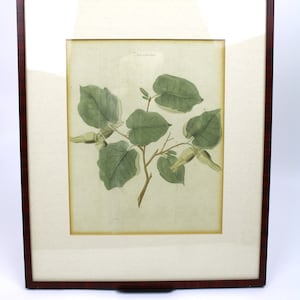 Antique botanical lithograph from the 18th century, framed