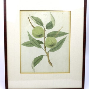 Antique botanical lithograph from the 18th century, framed